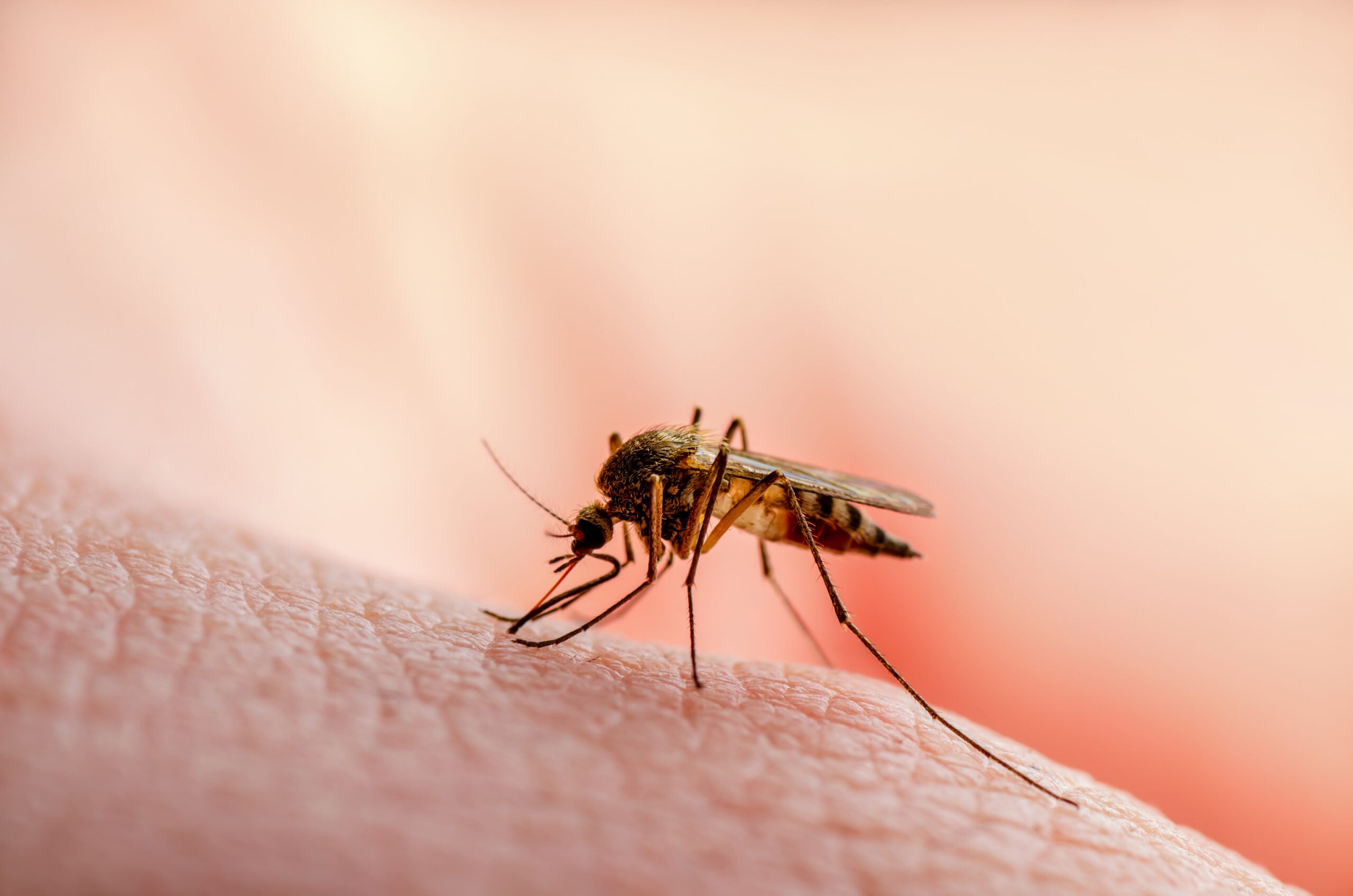 Mosquito control with Q36 Pest Control