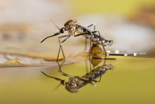 mosquito on water